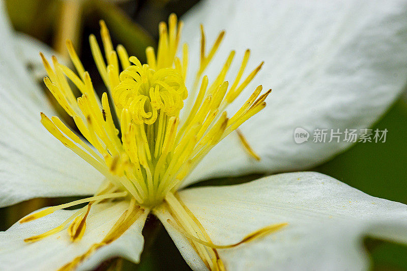 铁线莲蒙大拿白色花与黄色雄蕊