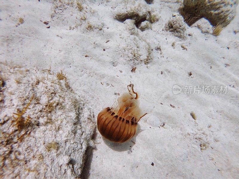 地中海亚得里亚海棕色水母