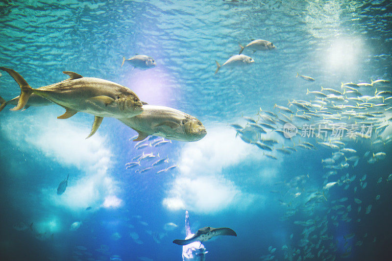 里斯本水族馆里的鱼