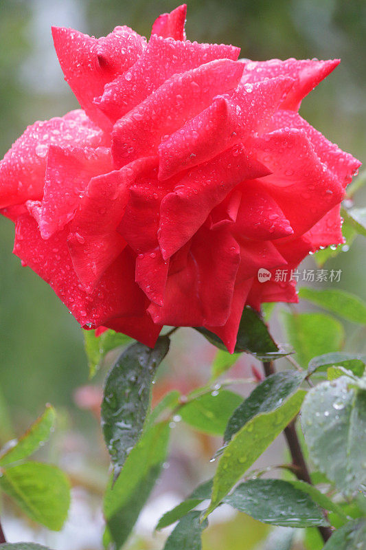 鲜花红玫瑰与水滴生长在花园雨露，芳香的红玫瑰灌木花蕾，花瓣与模糊的园艺背景，浪漫的束玫瑰花瓶，情人节，插花，婚礼花束