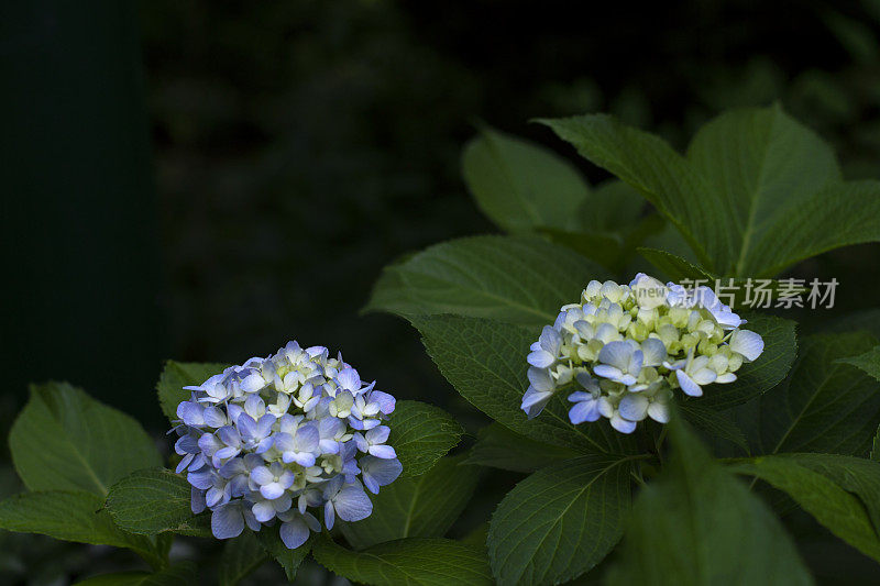 早期两朵淡蓝色绣球花盛开