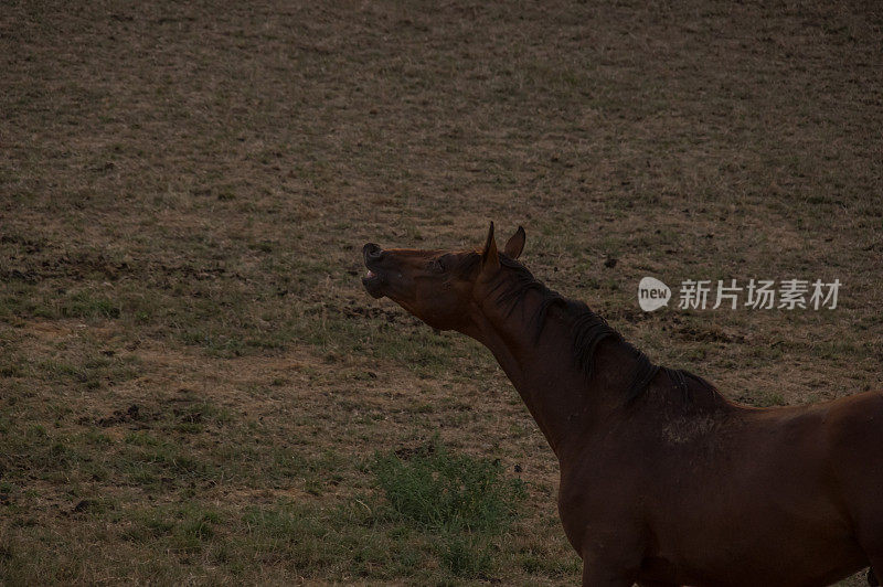 乡村日落场景与flehmen马