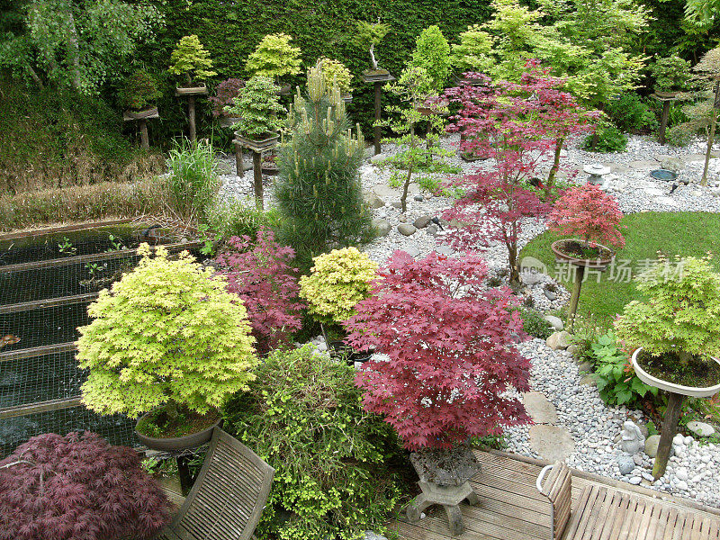 带有日本元素的花园踏脚石路径图像，锦鲤池，花岗岩灯笼，竹子，鹅卵石，盆景和日本枫树(槭树)