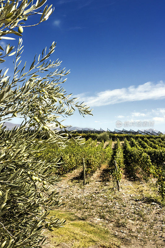 阿根廷门多萨的葡萄园，橄榄枝与水果的背景。