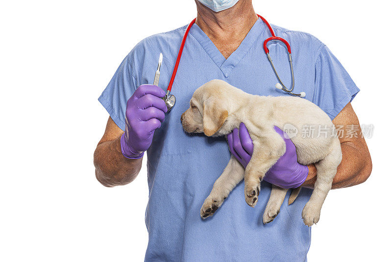 雄性兽医为一只8周大的黄色拉布拉多幼犬注射疫苗