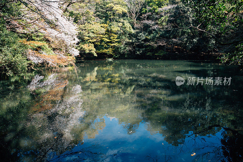 池塘和绿色的森林在三重，日本