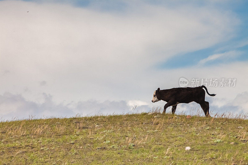 黑安格斯牛犊奔跑在蒙大拿州的草地上