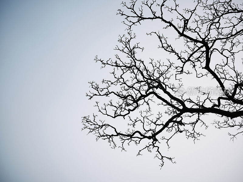在冬日的天空中，树枝的轮廓清晰可见。