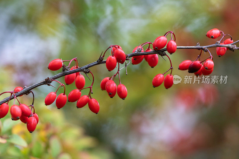 常见的伏牛花