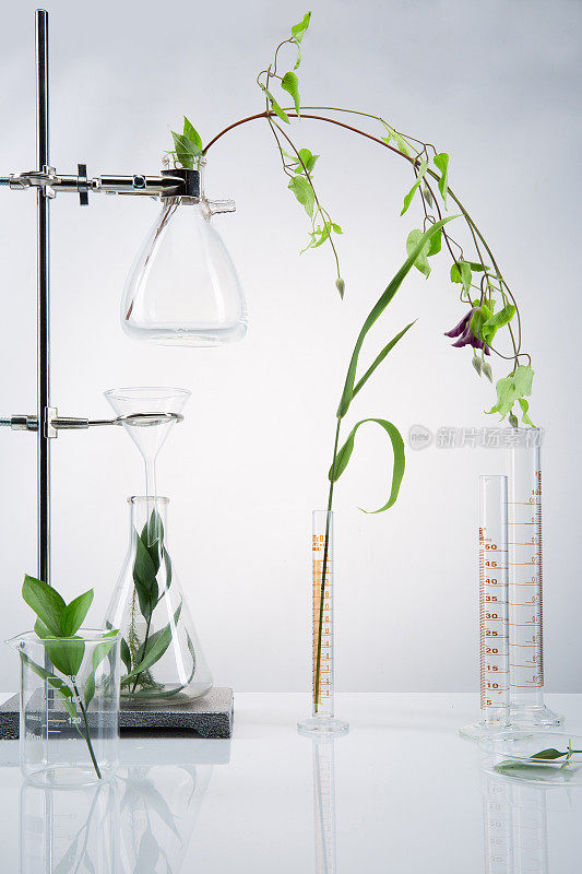实验室设备，实验，医药，研究，玻璃，实验室玻璃器皿，烧瓶，植物，叶子，花，美容