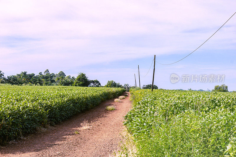 巴西内陆的公路。