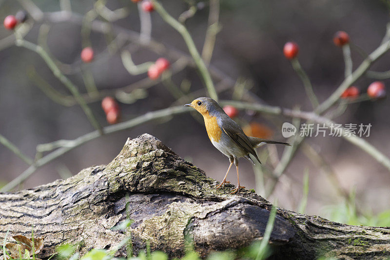 罗宾(红心rubecula)