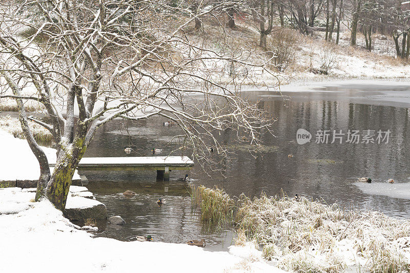 12月公园里的冬季景观有雪和结冰的湖