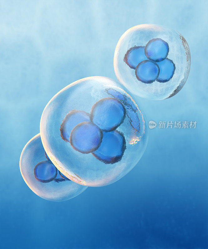 人类胚胎细胞