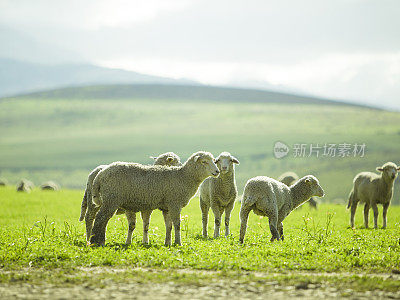 绵羊在阳光明媚的夏季景观