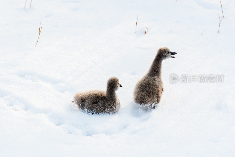 雪中可爱的黑天鹅小天鹅