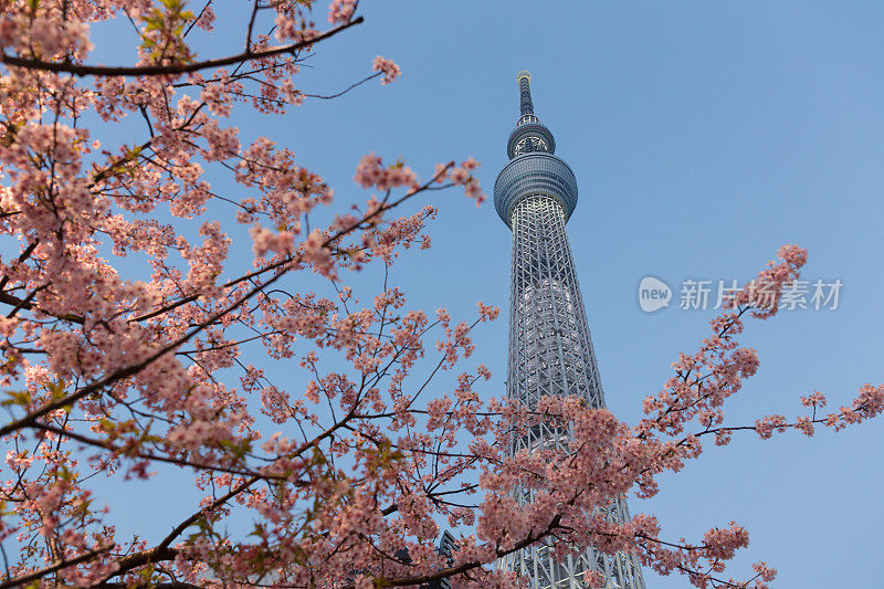 东京天空树和樱花在日本