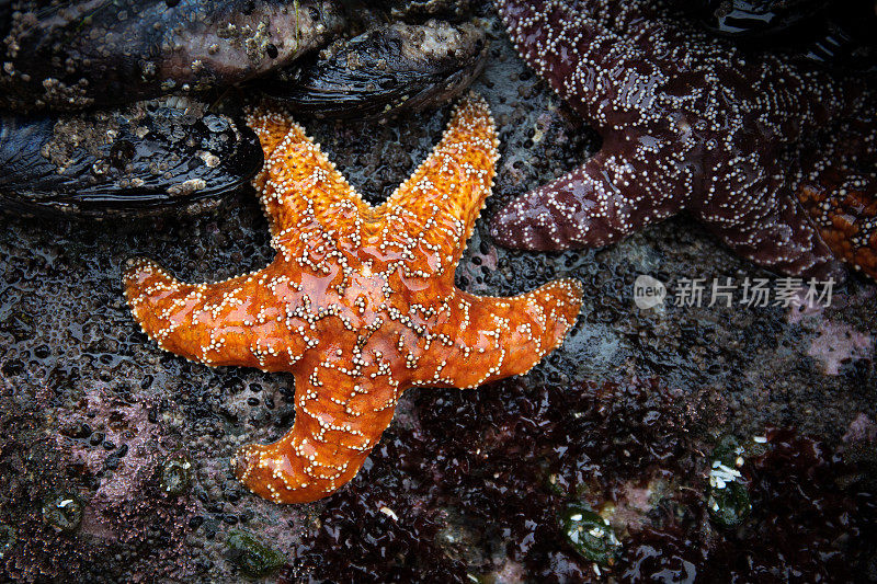 Bandon海滩橙色和紫色海星近距离