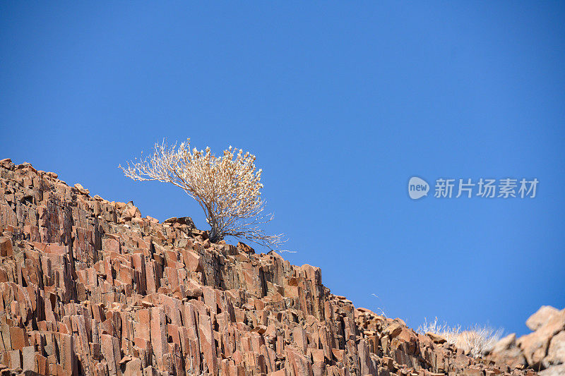 生长在Twyfelfontein纳米比亚景观的树