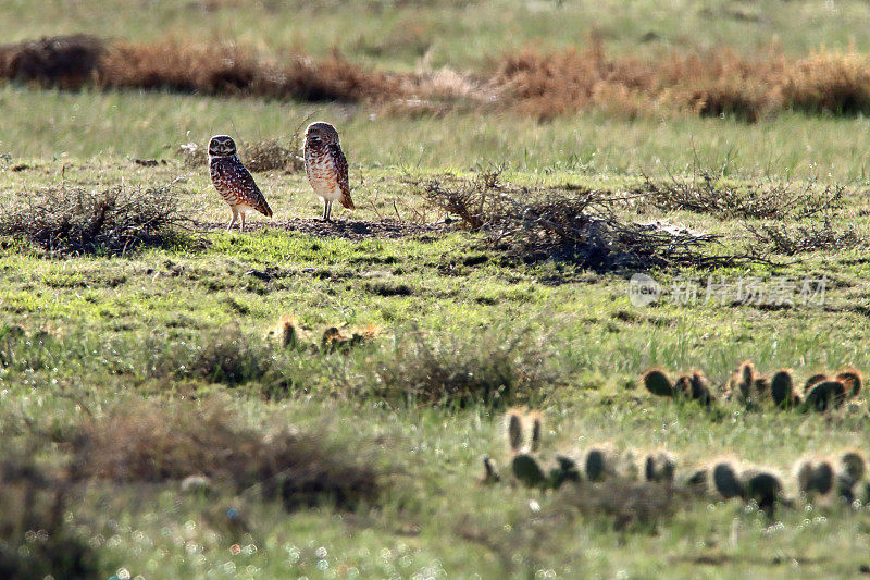 野生穴鸮站在草原穴波尼国家草原科罗拉多