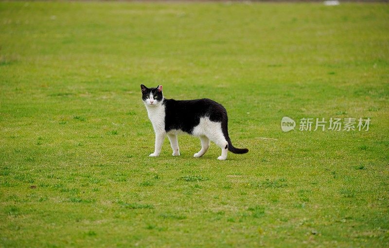 猫在自然界中生存