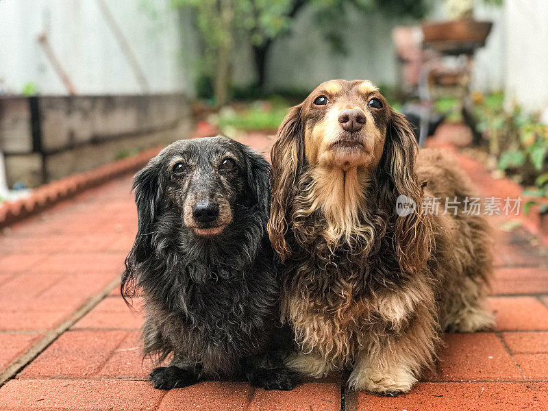 长毛腊肠犬户外