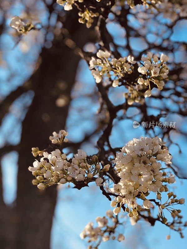 花梨