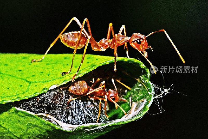 蚂蚁在折叠的叶子中筑巢，黑色的背景。