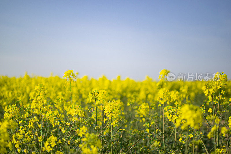 菜籽领域