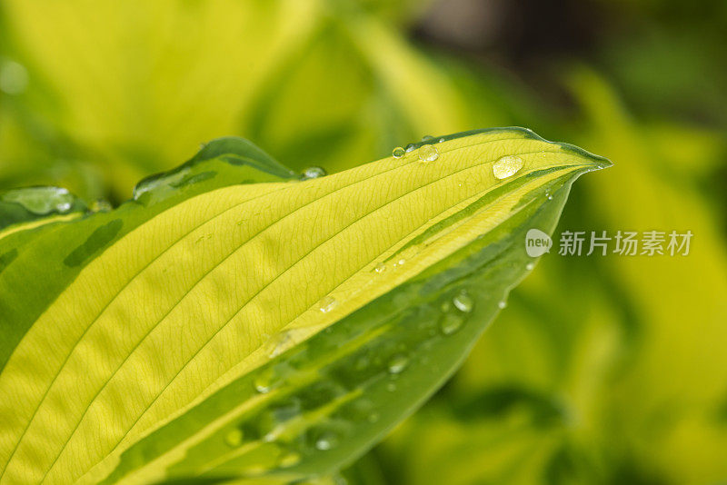 年轻的叶玉簪属草本植物。雨中植物的叶子