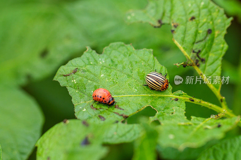 马铃薯甲虫或苹果甲虫及其幼虫-瘦足虫