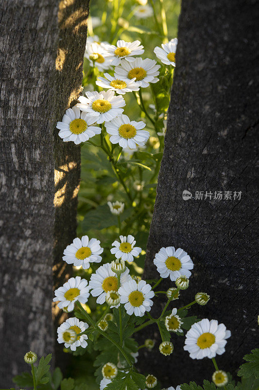 带篱笆的盛开的雏菊