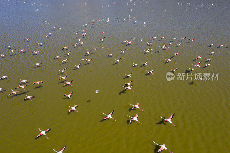 火烈鸟在湖上飞翔