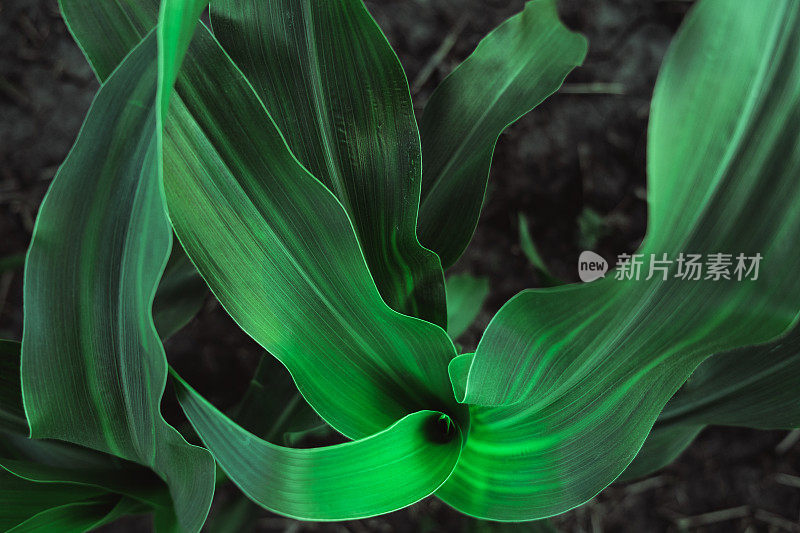 玉米亮绿色的叶子形成了一种图案。线条从植物的中心发散出来。叶子纹理。