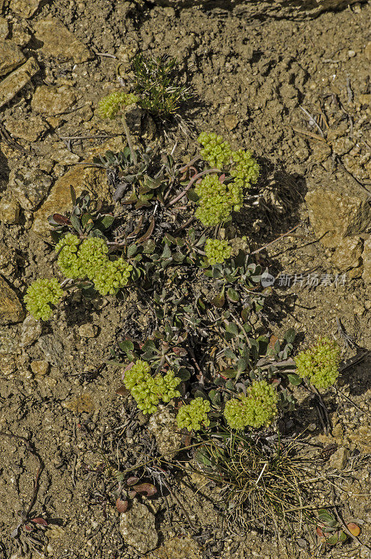 草、硫花、古狐尾松林;因约国家森林，白山，加利福尼亚州。蓼科。