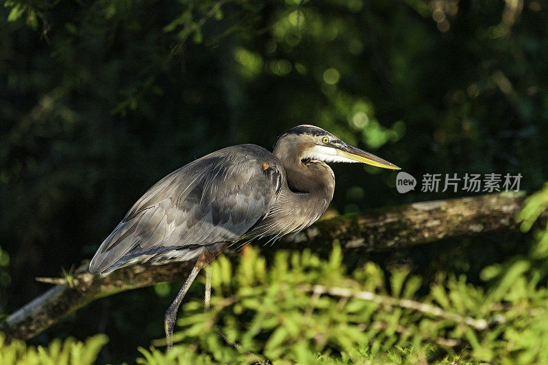 在梅里特岛野生动物保护区，大蓝鹭走过佛罗里达东海岸附近的一片林地