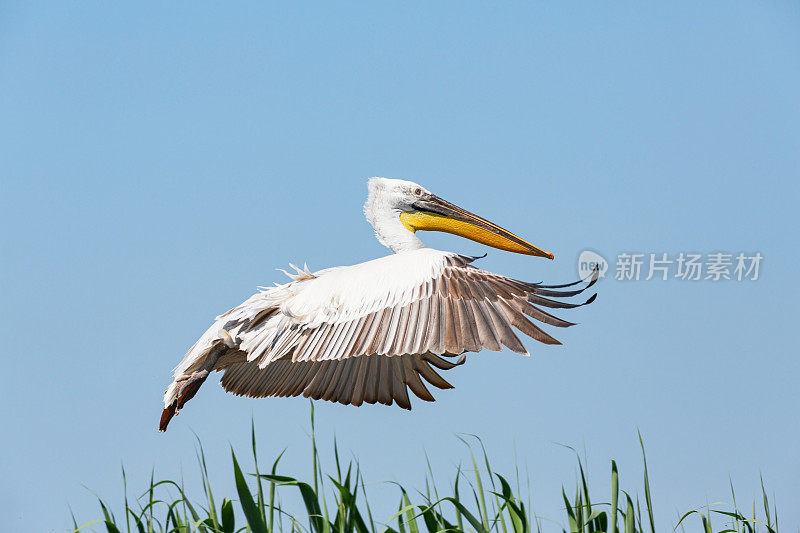 达尔马提亚鹈鹕飞行