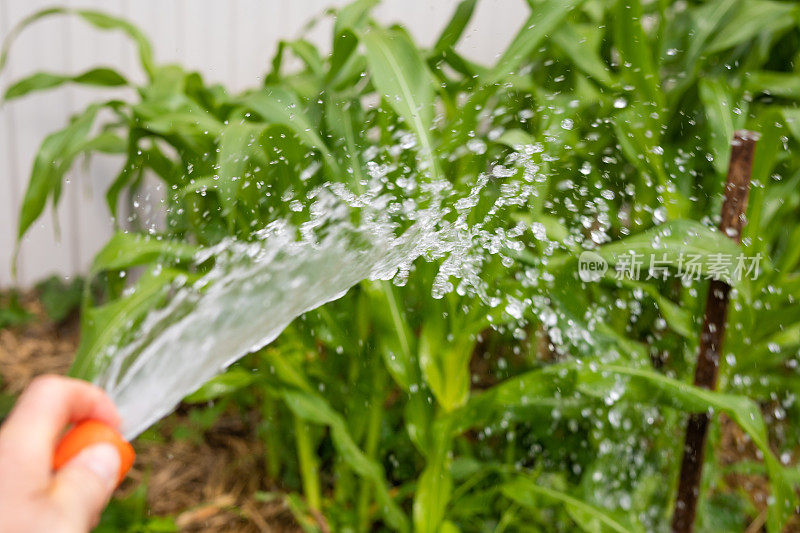 用手持水管给花园浇水