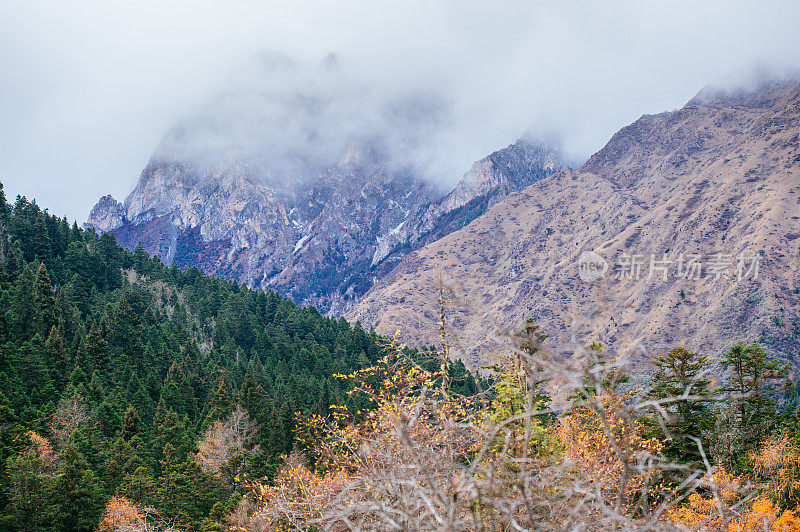 森林和树木景观纹理背景，色彩斑斓的自然景观风景亚丁，香格里拉，中国，西藏山区的秋天