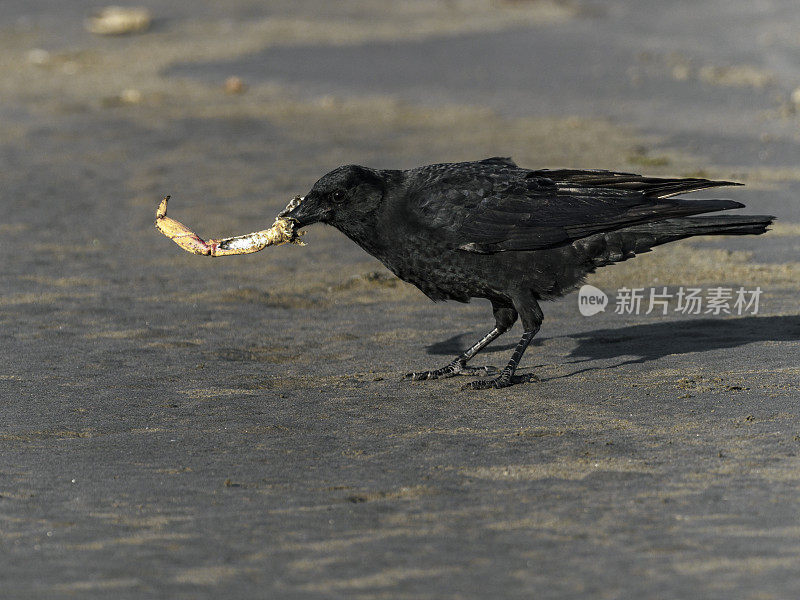 西北乌鸦在俄勒冈海岸海滩吃螃蟹腿