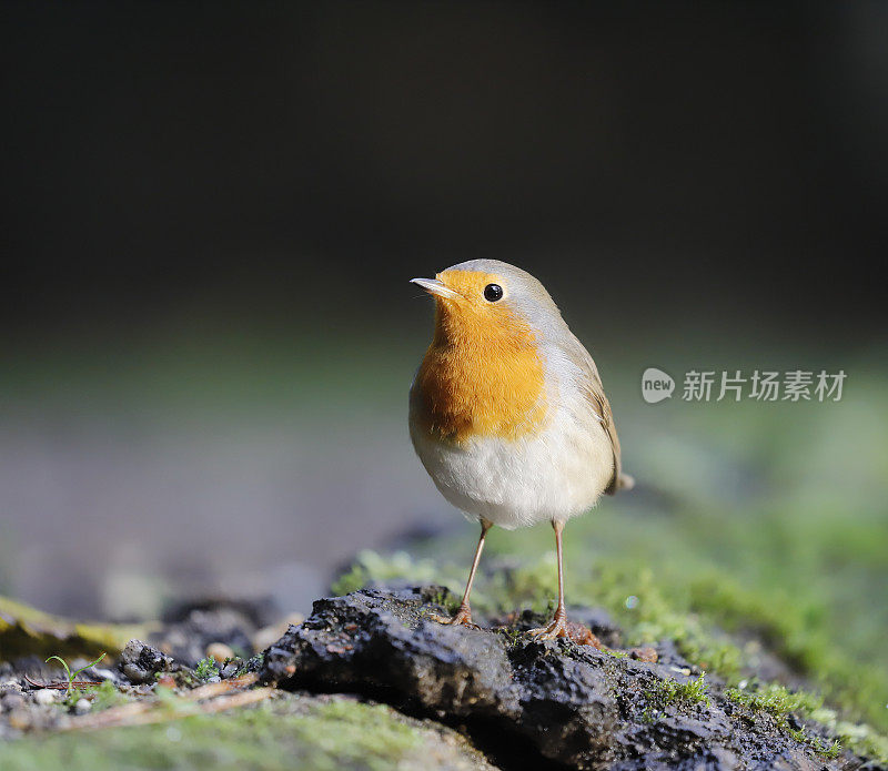 罗宾(红心rubecula)