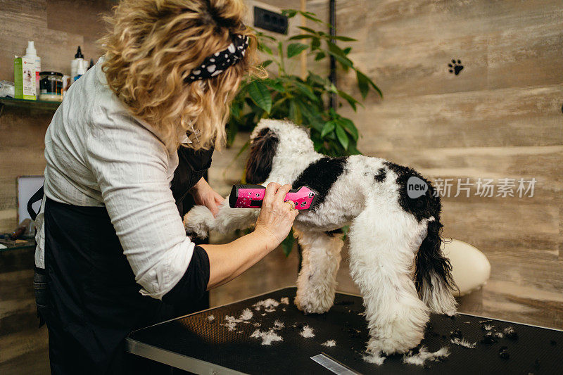 护理沙龙里的贵宾犬