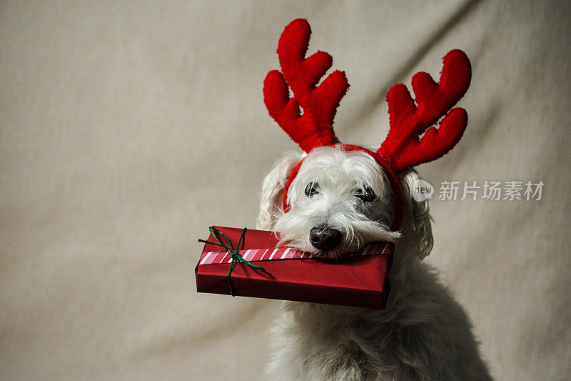 有驯鹿角的圣诞狗和圣诞礼物