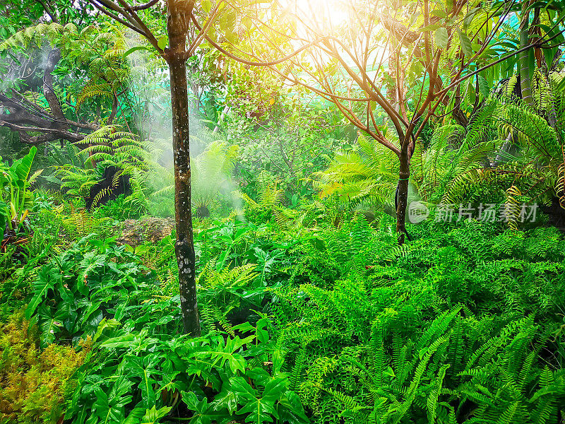 热带后花园，绿叶蕨类和附生植物，灌木和灌木下的乔木遮荫，良好的养护绿化，雾天浇水