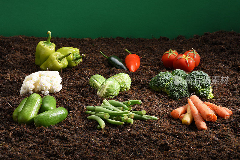 有机蔬菜群，土壤背景，有机种植，胡萝卜，樱桃番茄，辣椒，黄瓜，西兰花，抱子甘蓝，花椰菜，青豆，青椒