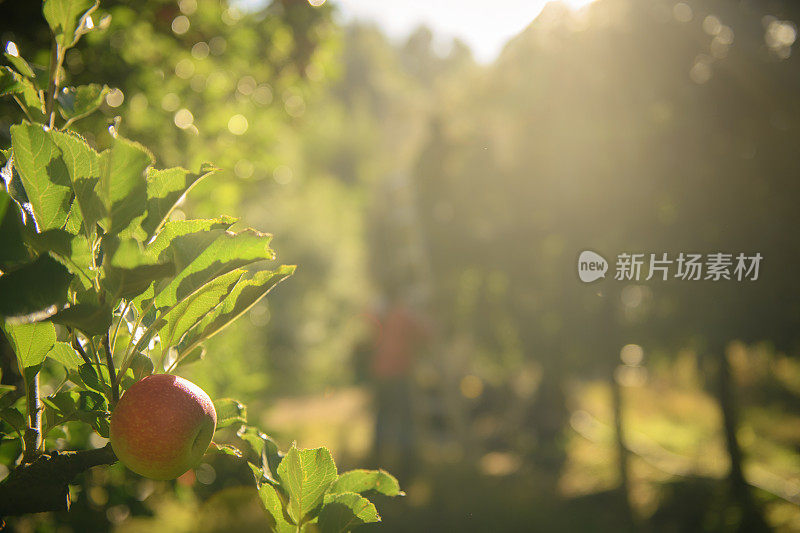 在西开普农场采摘苹果
