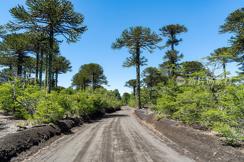 穿过Conguillio国家公园的Araucarias森林的道路