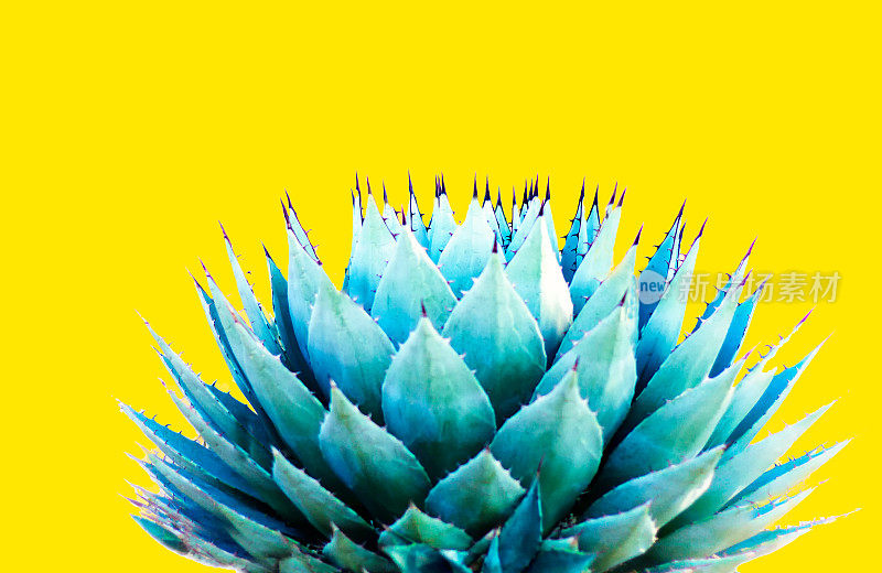 蓝色龙舌兰(美国芦荟)植物;明亮的黄色背景