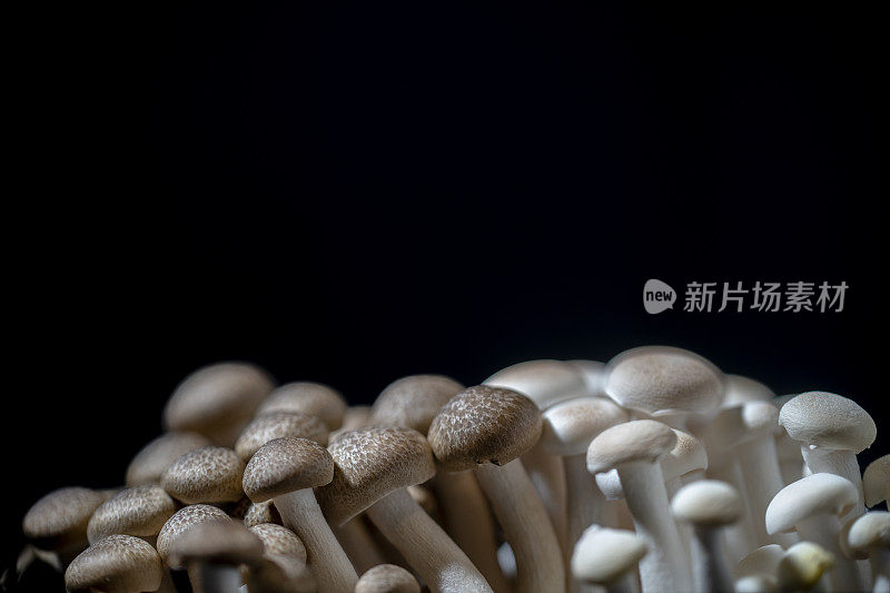 静物:新鲜生蘑菇