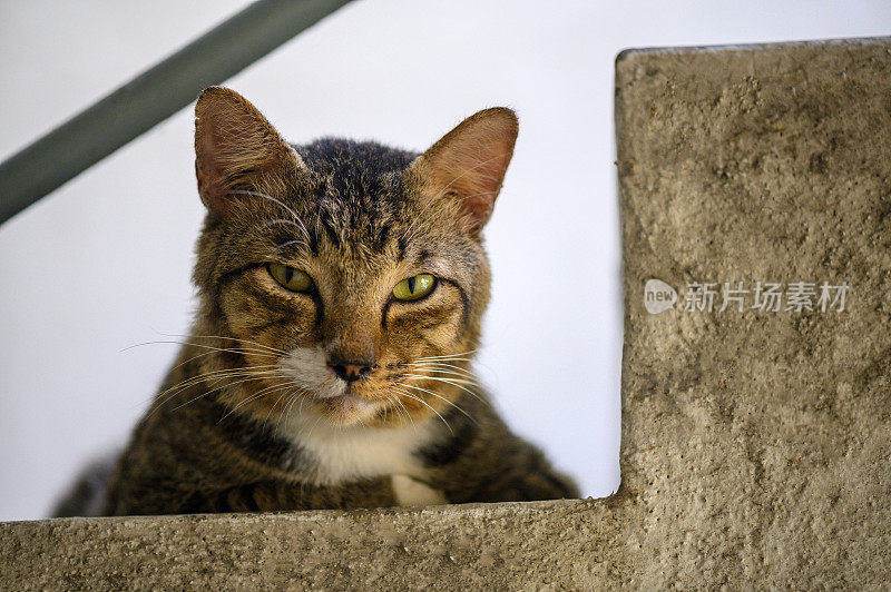 灰色条纹虎斑猫坐在水泥楼梯上